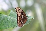 Schmetterling 2