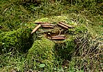 Baumstumpf mit Zapfen